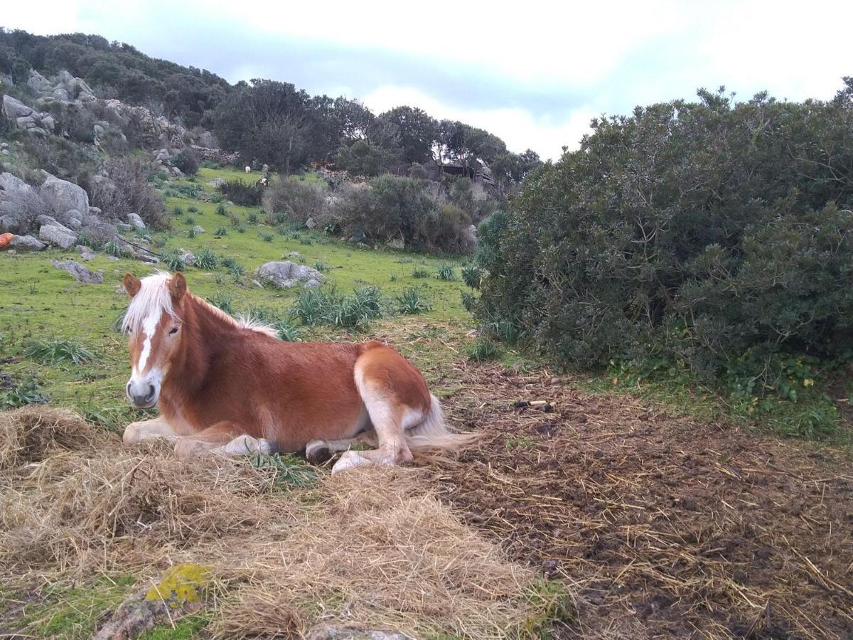 La Cera Farm Camping B&B Santa Teresa Gallura Exterior foto
